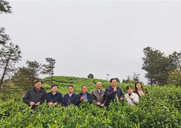 公司負責(zé)人陪同省供銷社、湘西州領(lǐng)導(dǎo)一行調(diào)研我司青干村茶葉扶貧示范基地